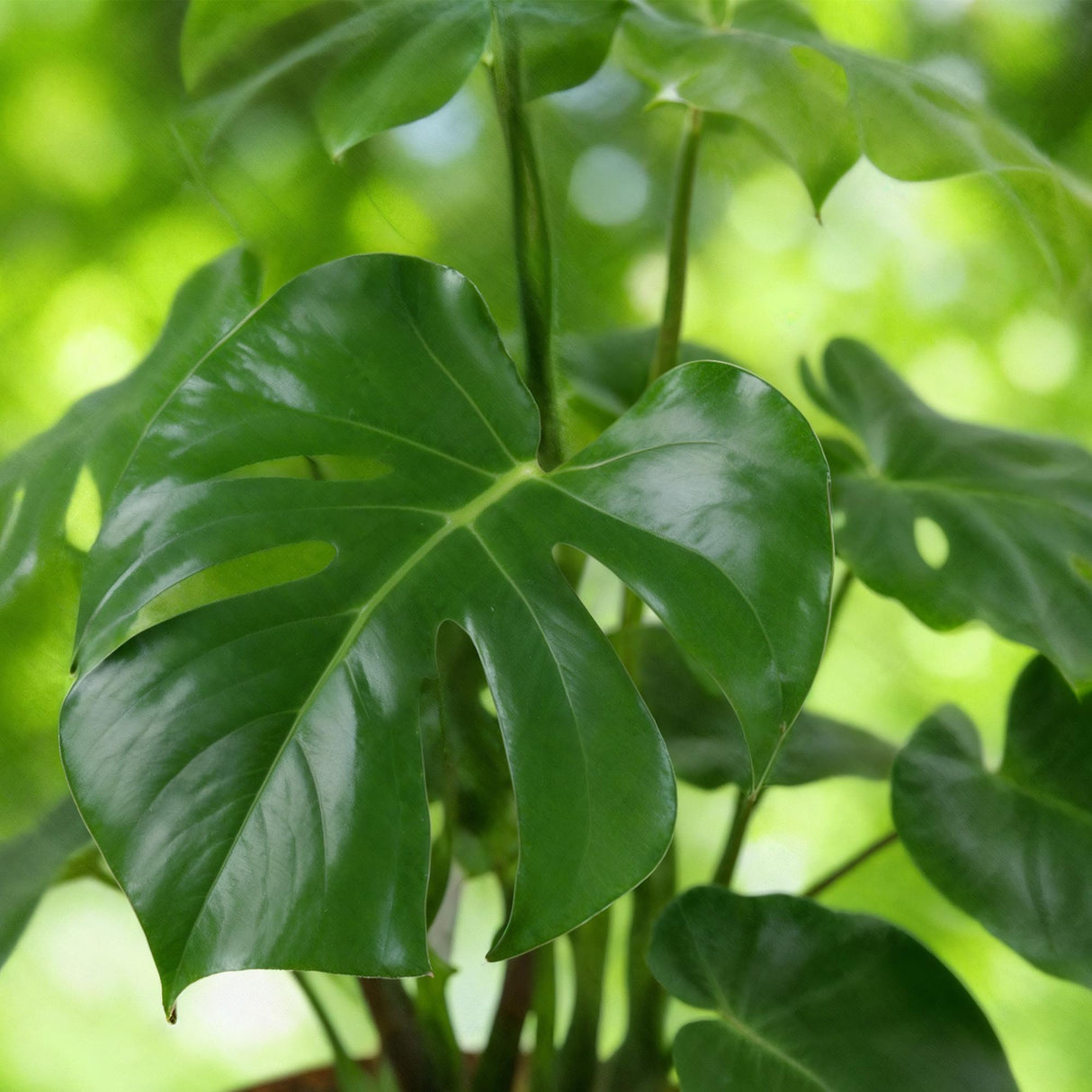 Green BoutiQ - Green is... Kamerplanten - Monstera Deliciosa - Gatenplant - Weinig onderhoud - Groen - 1 Plant - Pot 17cm - Hoogte 50-55cm