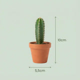 Mini Cactus Mix - 3 Stuks - Ø 8,1 cm - Hoogte: 5-10 cm - Terracotta Potten