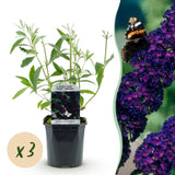 Green boutiQ - Havetplante - Buddleja davidii Black Night - Sommerfuglebusk - Vinterhård - Lilla - 3 Planter - Potte 17cm - Højde 45cm