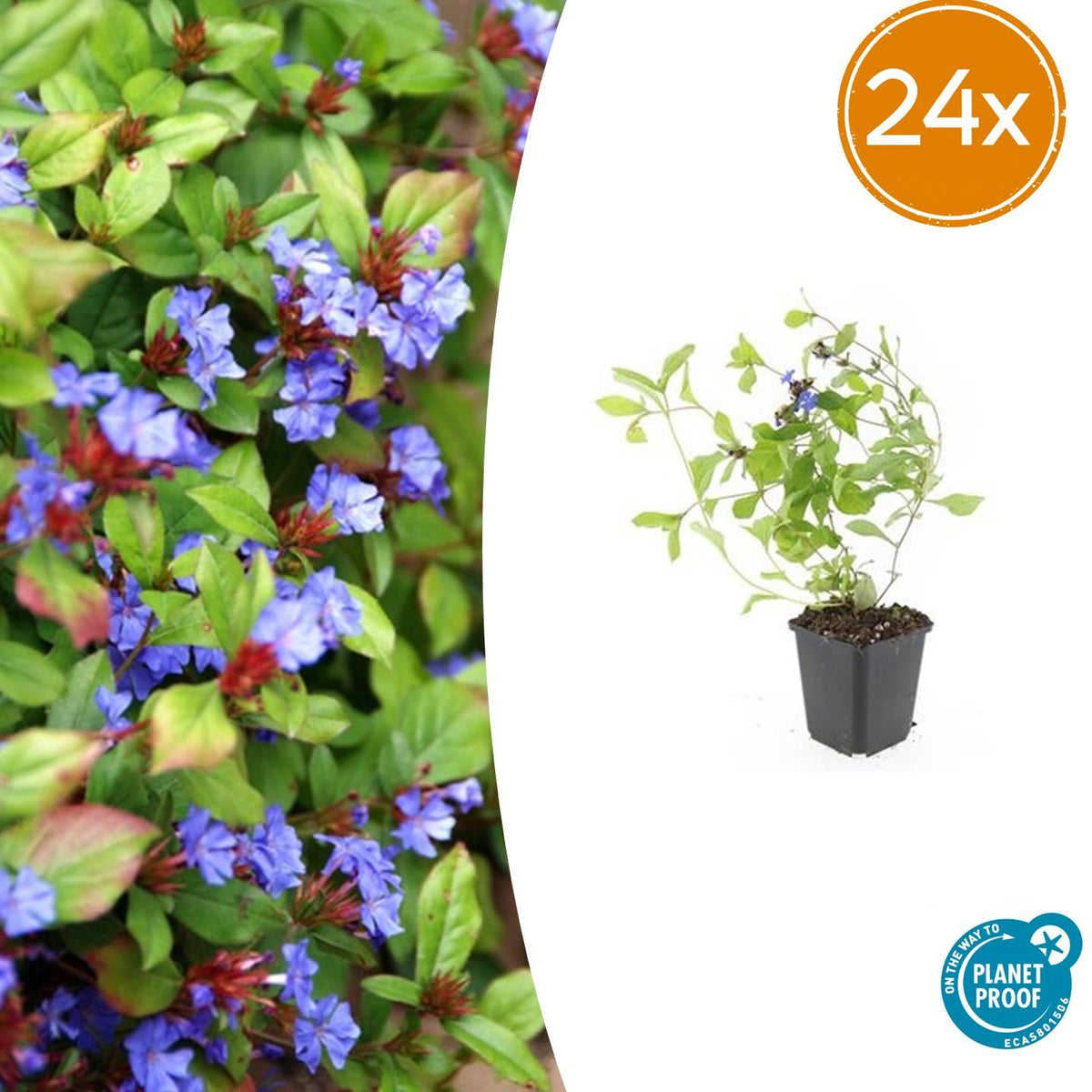 Plumbago rampant en godet - Ceratostigma plumbaginoides - H 10-25 cm, pot Ø9 cm - photo 8