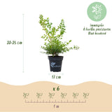 Green boutiQ - Buxus Hæk - BetterBuxus Babylon Beauty - Modstandsdygtig mod Buxus-svamp - 12 planter - 2 løbende meter - potte 13cm højde 30-35