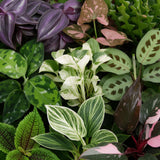 Baby plantes surprise avec cache-pots cuivre - lot de 3 à 12 mini plantes tropicales - pot Ø6 cm - photo 5