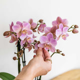 Kolibri Orchids | oudroze Phalaenopsis orchidee - Jewel Treviso - potmaat Ø9cm | bloeiende kamerplant - vers van de kweker