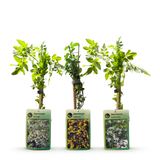 Jasmins grimpants en mélange - Jasminum - H 35 cm, pot Ø9 cm - photo 3