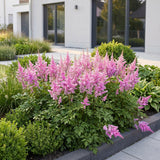 Astilbe chinensis Pumila - H 15-25 cm, pot Ø11 cm