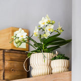 Orchidée Phalaenopsis jaune Blossom Lima et 2 succulentes - coffret Horizon jaune - pot Ø9 cm
