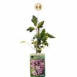 Clématite des montagnes Mayleen - Clematis montana - H 35 cm, pot Ø9 cm - photo 2