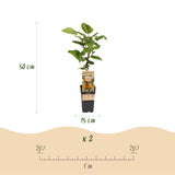 Kiwis Hayward et Weiki - 1 mâle et 2 femelles - 3 plants - H 50 cm, pot Ø15 cm