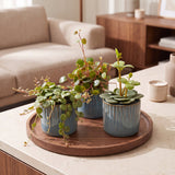 Baby Peperomia avec cache-pots Linnea bleu brume - Hope, Pepperspot et prostrata - lot de 3