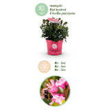 Rhododendron Bloombux magenta - Rhododendron nain - H 30-40 cm, pot Ø17 cm - photo 5
