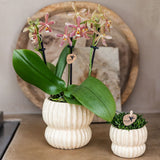 Orchidée Phalaenopsis jaune Blossom Lima et 2 succulentes - coffret Horizon jaune - pot Ø9 cm