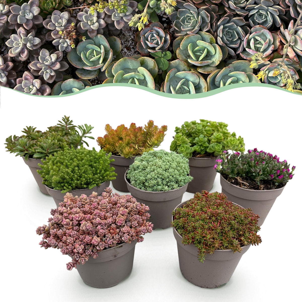 Green boutiQ - Bodembedekker - Winterhard - Alpine Mix - 8 Planten - Diversen Kleuren  - Weinig Onderhoud - Pot 14 Hoogte 17
