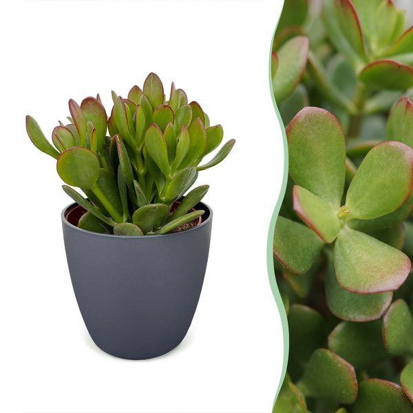 Arbre de jade avec cache-pots gris - Crassula ovata - H 16 cm, pot Ø12 cm - photo 7