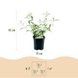 Green boutiQ - Havetplante - Buddleja davidii White Profusion - Sommerfuglebuske - Vinterhård - Hvid - 3 Planter - Potte 17cm - Højde 45cm