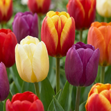 Tulipe triomphe en mélange - 70 bulbes - calibre 11/17