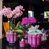 Orchidée Phalaenopsis violette Mineral Morelia - cache-pot Retro violet et boîte cadeau - pot Ø9 cm