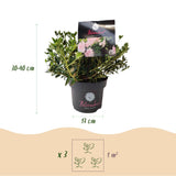 Rhododendron Bloombux rose clair - Rhododendron nain - H 30-40 cm, pot Ø17 cm - photo 3