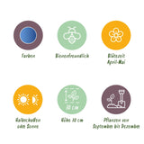 Green boutiQ - Bloembollen - Hyacinthoides non Scripta - Kleur Blauw - 20 stuks - Bolmaat 7/8 - XXL Pack