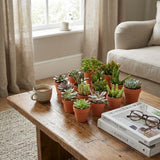 Mini Succulenten Mix - 3 Stuks - Ø 5,5 cm - Hoogte: 5-10 cm