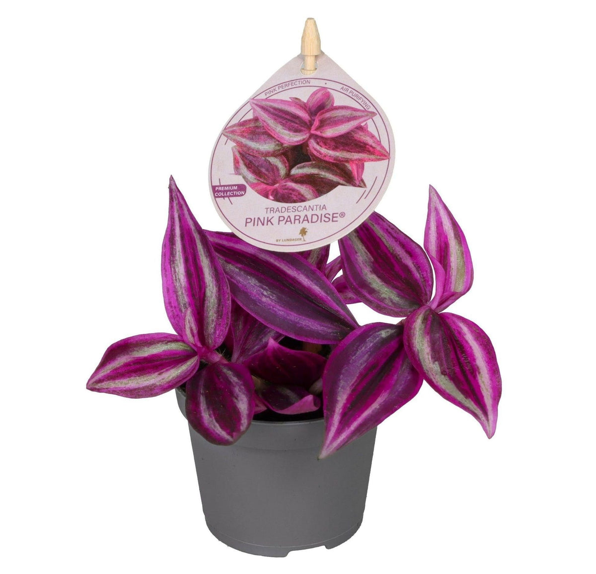 Mini Tradescantia Pink Paradise - Misère - H 5 cm, pot Ø6 cm