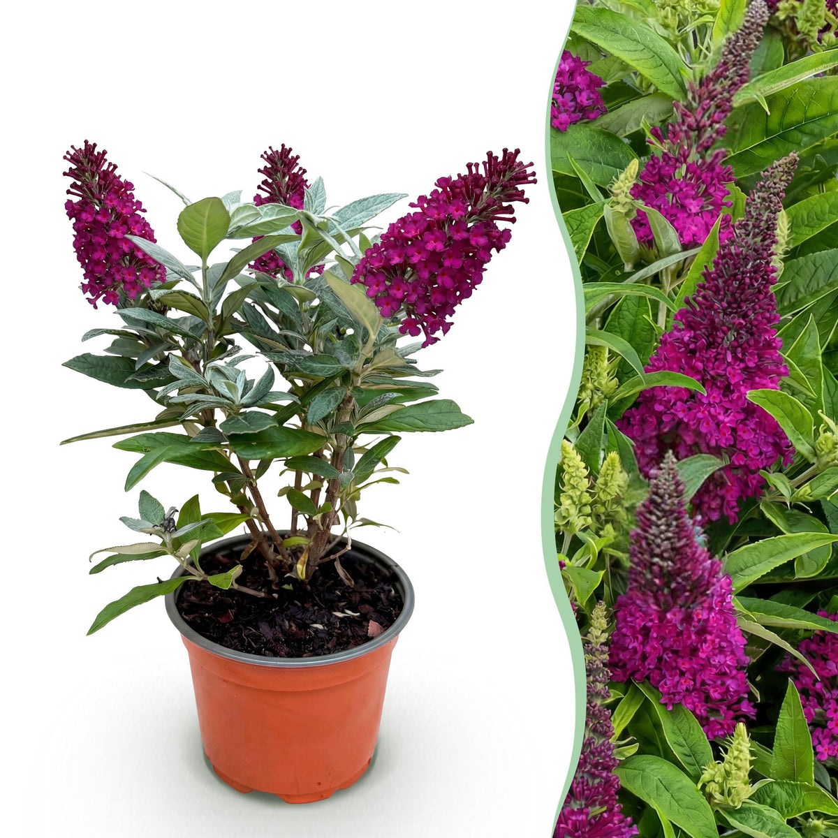 Green boutiQ - Tuinplant - Buddleja davidii Butterfly Candy Little Ruby - Vlinderstruik - Compact - Rood - 1 Plant - Pot 12cm - Hoogte 20-25cm