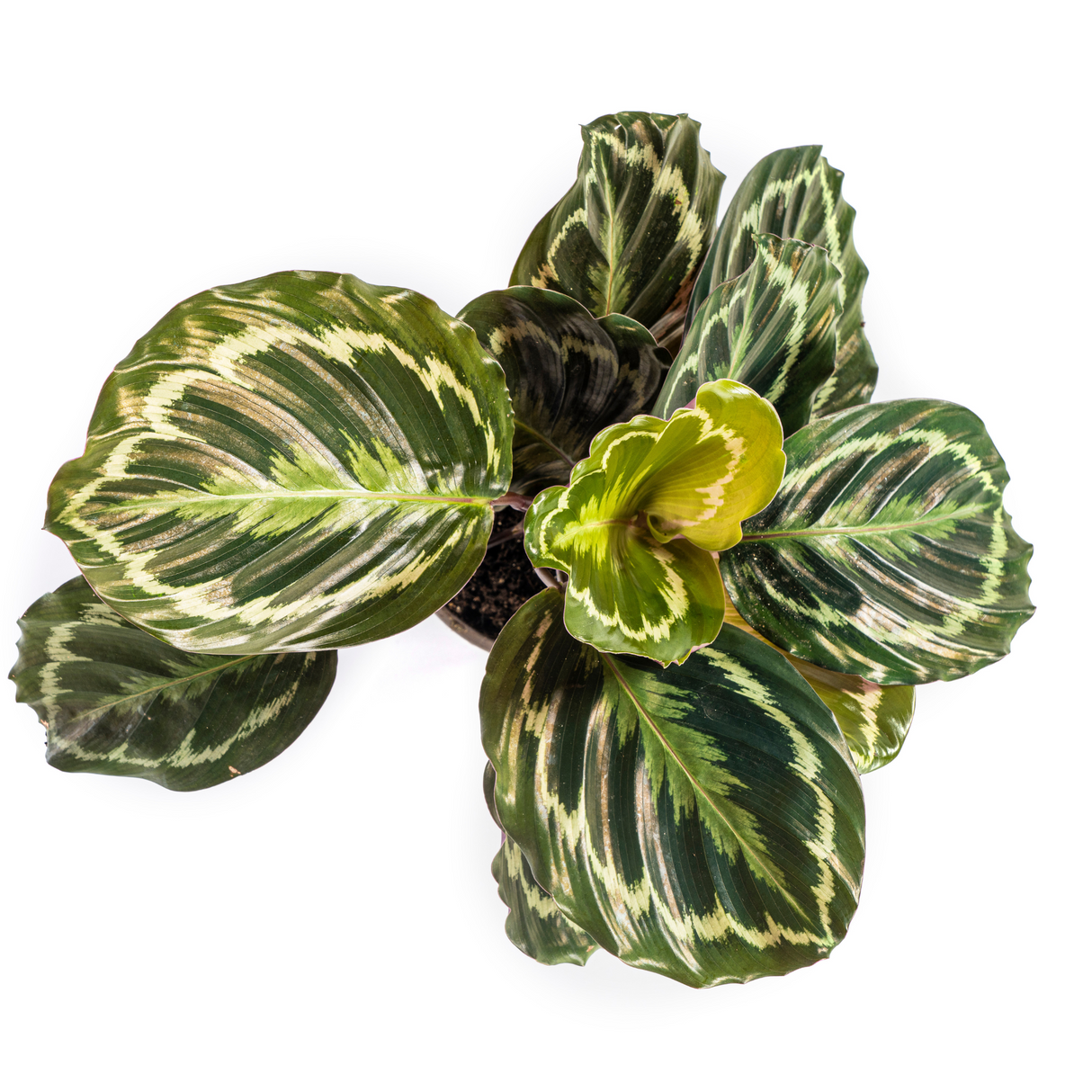 Calathea Medallion Ø17cm - ↕40 - 50cm
