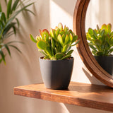 Crassula ovata avec cache-pot gris - Arbre de jade