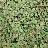 Cotonéaster Queen of Carpets en godet - Cotoneaster procumbens - H 10-25 cm, pot Ø9 cm - photo 5