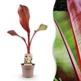 Bananier rouge d'Abyssinie Maurelii - H 70-90 cm, pot Ø21 cm