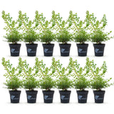 Green boutiQ - Buxus Hæk - BetterBuxus Babylon Beauty - Modstandsdygtig mod Buxus-svamp - 12 planter - 2 løbende meter - potte 13cm højde 30-35