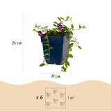 Petite pervenche Atropurpurea - Vinca minor - H 15-25 cm, pot Ø11 cm - photo 3