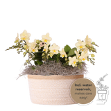 Orchidées Phalaenopsis jaunes Botanic Yellow en panier Cotton - bouquet de 3 - H 30 cm, pots Ø9 cm