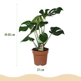 Green BoutiQ - Kamerplanten - Monstera Deliciosa - Gatenplant - Weinig onderhoud - Groen - 1 Plant - met Potter Grijs - Pot 21cm - Hoogte 70-80cm