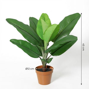 Philodendron Jungle King h45cm