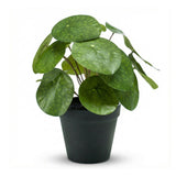 Pilea artificiel h25cm pot inclus