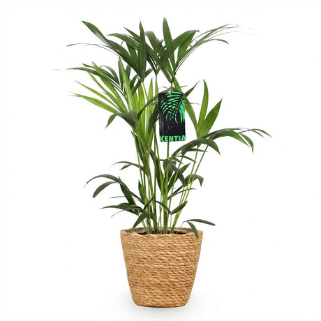 Green boutiQ - Kamerplant - Howea Forsteriana - Kentia Palm - Weinig Onderhoud - Groen - 1 Plant - met Mand - Pot 19cm - Hoogte 80-85cm