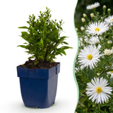 Aster nain blanc Schneekissen - H 15-25 cm, pot Ø11 cm