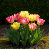 Green boutiQ - Bloembollen - Tulp Foxtrot mix - Diversen Kleuren - 12 stuks - Bolmaat 11/12 - XXL Pack