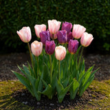 Green boutiQ - Bloembollen - Tulp Macron mix - Diversen Kleuren - 12 stuks - Bolmaat 11/12 - XXL Pack