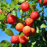 Green boutiQ - Fruitplant - Pruimen boom - Prunus domestica Victoria - Rode Pruim - Pot 21cm Hoogte 90cm