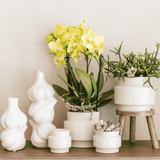 Orchidée Phalaenopsis orange Mineral Bolzano et succulente - coffret Allure blanc