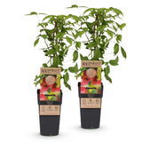 Framboisier Ottawa - H 50 cm, pot Ø15 cm