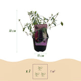 Green boutiQ - Vlinderstruik - Buddleja davidii Tricolour - Bloem Roze , Wit en Paars - 3 Planten - 1m2 - Bladverliezend - Vlinderlokkend -  Pot 17cm Hoogte 30cm