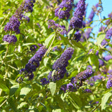 Green boutiQ - Vlinderstruik - Buddleja davidii Empire Blue- Bloem Blauw - 1 Plant - Bladverliezend - Vlinderlokkend -  Pot 17cm Hoogte 25cm
