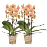 Orchidée Phalaenopsis orange et rose Niagara Fall Sunny Bunny