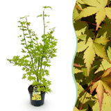 Érable du Japon Summergold - H 90 cm, pot Ø26 cm