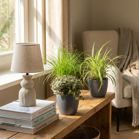 Green boutiQ - Kamerplant - Cyperus - Calissia - Chlorophytum - Mix van 3 - Huisdiervriendelijke Planten - Groen - 3 Planten - met Mand - Pot 12cm - Hoogte 20cm