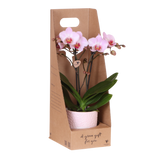 Orchidée Phalaenopsis rose Mineral Antwerpen - cache-pot Bloom rose et boîte cadeau - pot Ø9 cm