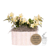 Orchidées Phalaenopsis jaunes Botanic Yellow en coupe Oyster - bouquet de 3 - H 30 cm, pots Ø9 cm