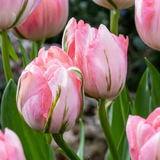 Tulipe double rose - 48 bulbes
